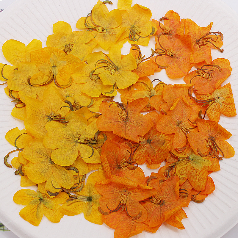 Yellow Phone Accessories - 60 pièces de fleurs de Cassia
