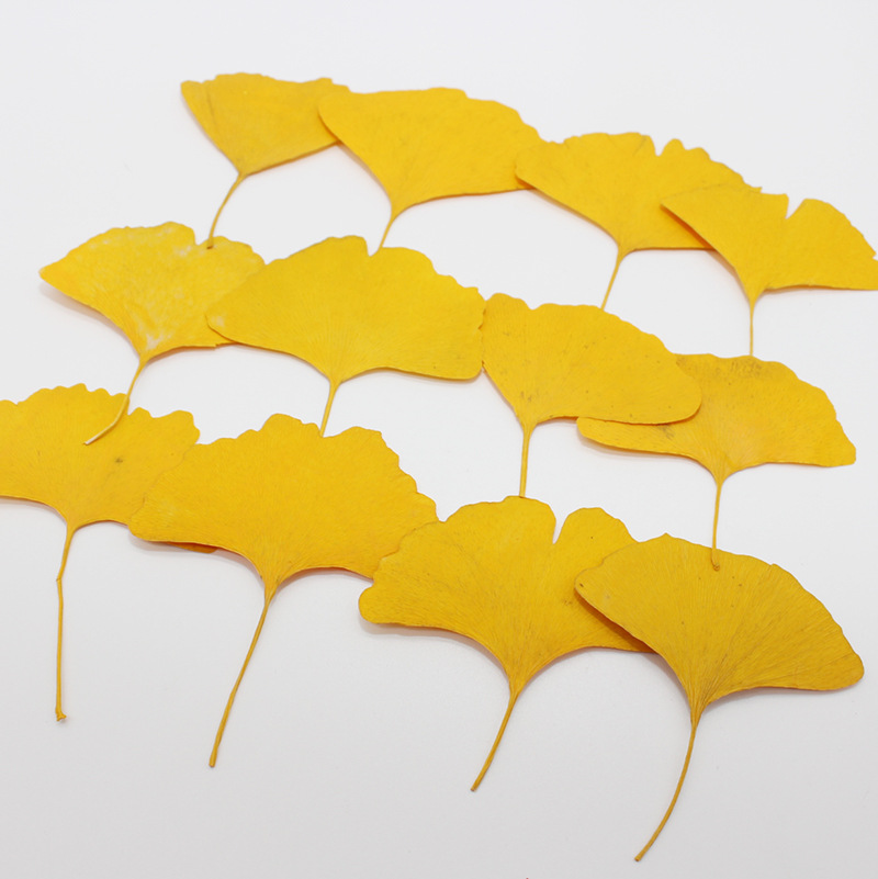 Yellow Phone Accessories - 60 feuilles de Ginkgo Biloba pressées