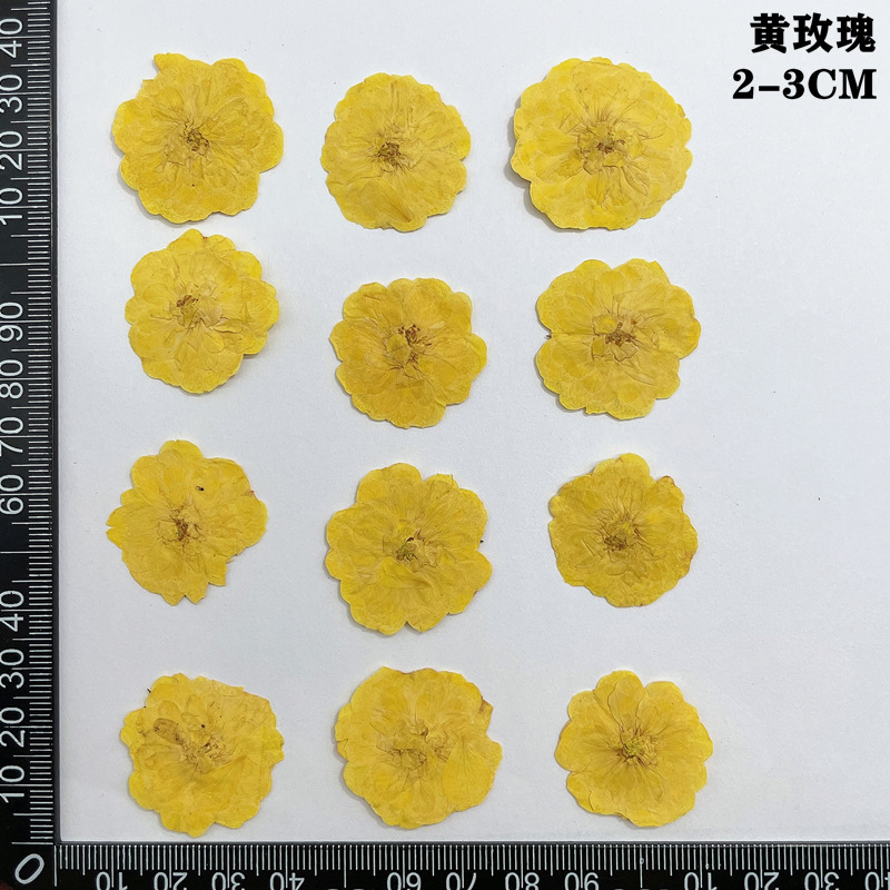60 pièces pressées séchées rou - Yellow Phone Accessories avis et prix