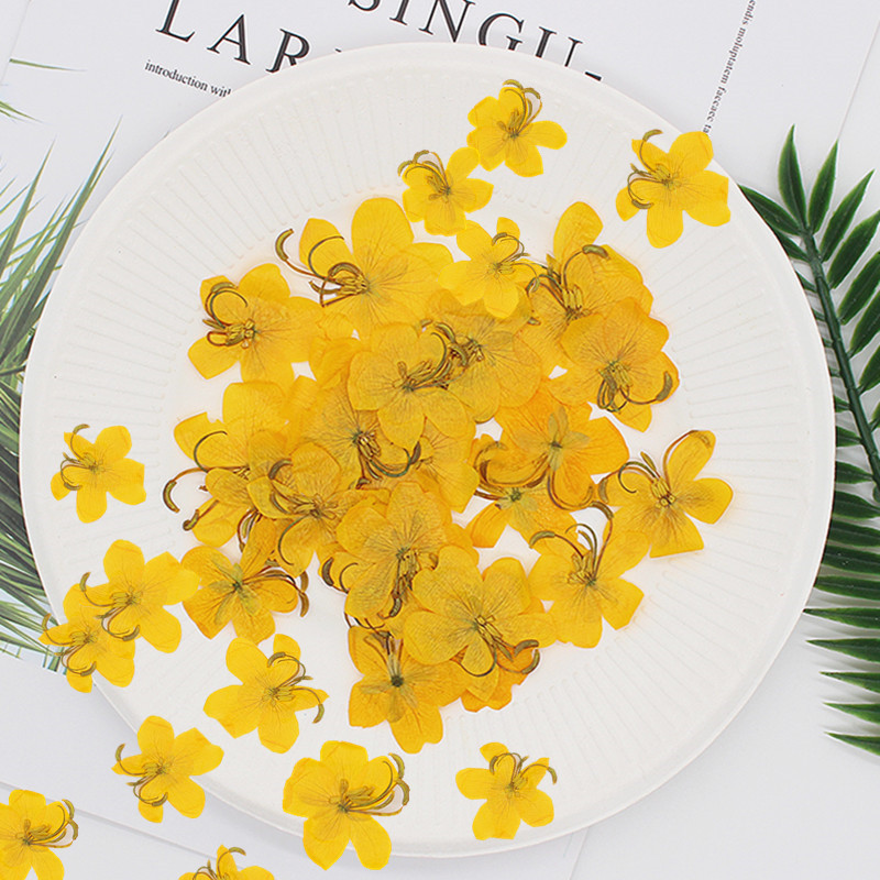 60 pièces de fleurs de Cassia  - Yellow Phone Accessories avis et prix