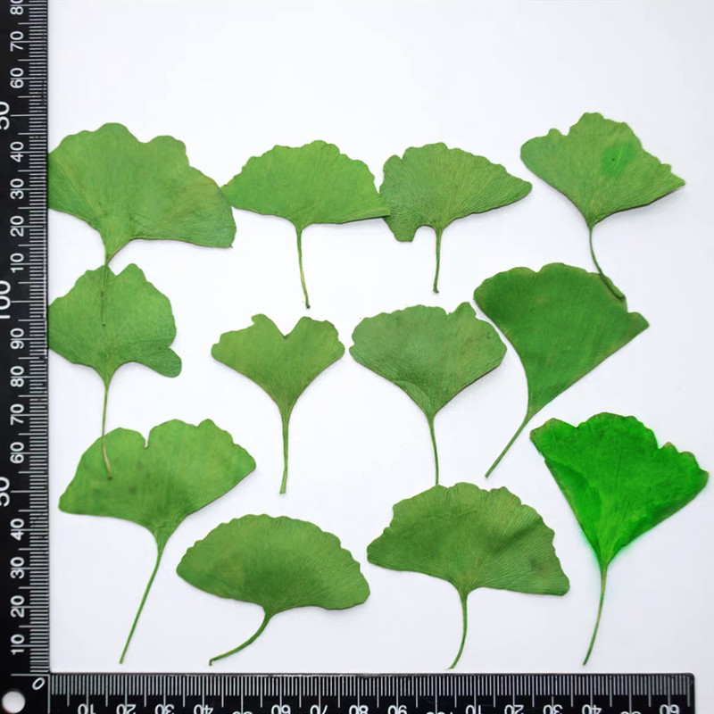60 feuilles de Ginkgo Biloba p - Yellow Phone Accessories avis et prix