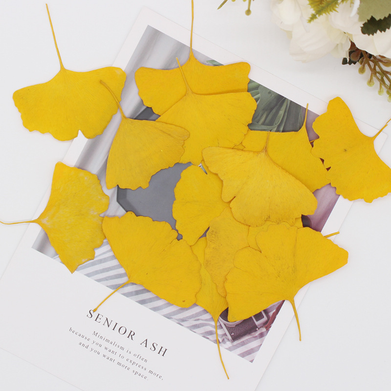 60 feuilles de Ginkgo Biloba p - Yellow Phone Accessories avis et prix