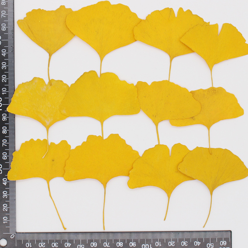 60 feuilles de Ginkgo Biloba p - Yellow Phone Accessories avis et prix